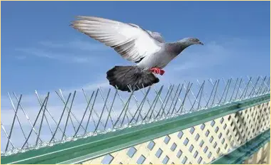 Bird Spikes